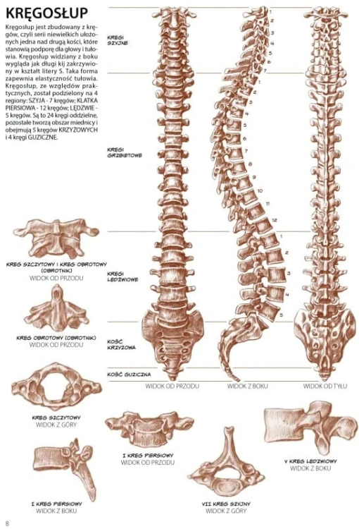 62305.jpg