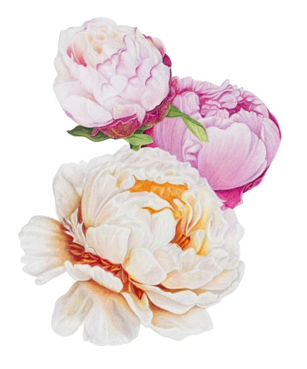 Polychromos Peonies 0326 _NR_PI_Office.jpg