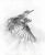 Graphic Soft_Bird.jpg