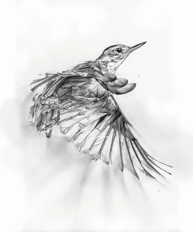 Graphic Soft_Bird.jpg